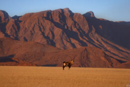 Namibia_April_2025 (10/79)